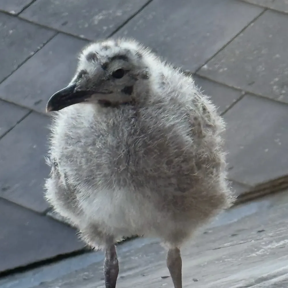 A small, fluffy gull chick standing on a slate roof